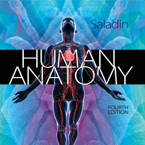 Human Anatomy 4th edition Kenneth Saladin
